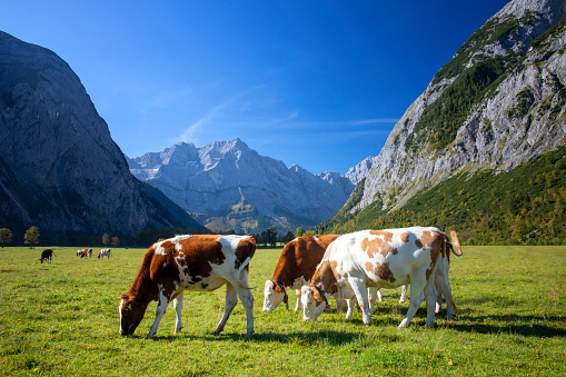 Happy Cows on an alpine meadow in alps