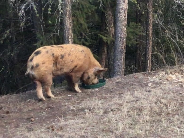 A brown and black speckled pig is seen eating from a bowl on a patch of grass. 