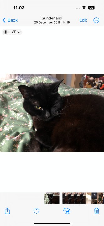 A photo of a black cat sat on a bed.