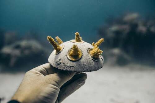 A coral 'cookie' grown on the Coral Vita farm.