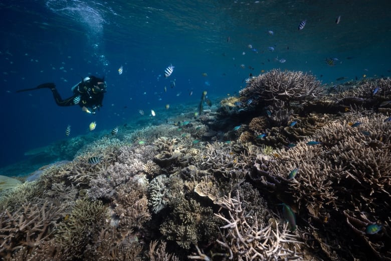 A diver swims in the dark blue ocean above a grey and white bleached coral reef. 