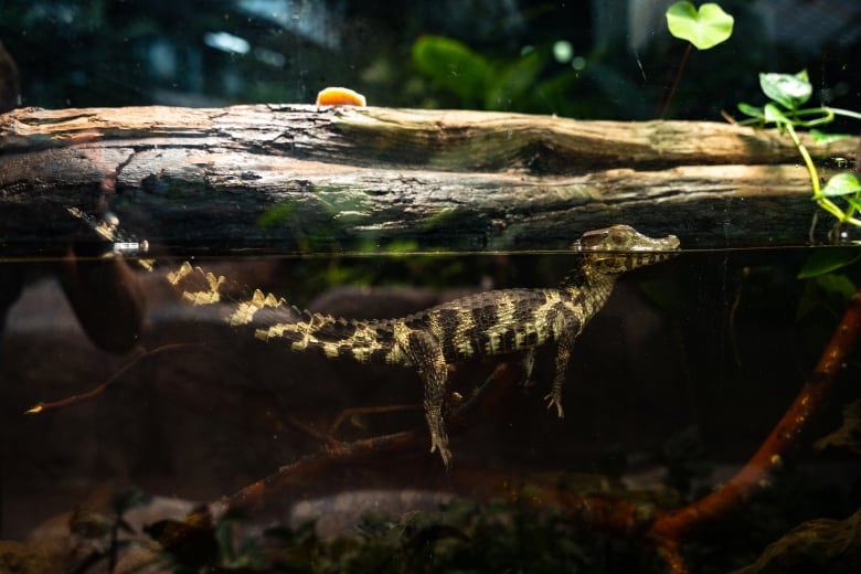 A small brown and green spckled amphibian is pictured swimming underwater with its head and tail poking over the top. 