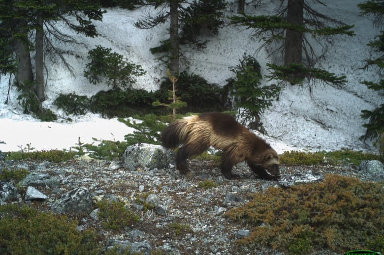 A wolverine along a hiking trail during closure of the popular Joffre Lakes Provincial Park, British Columbia, Canada.