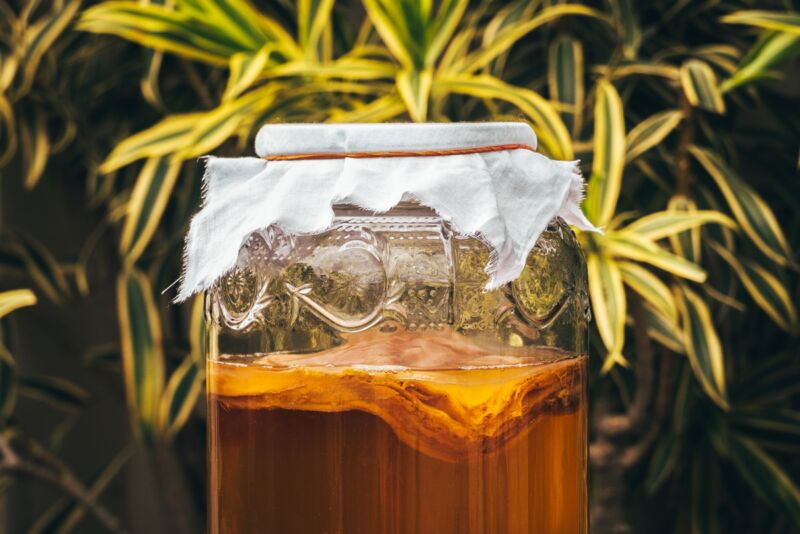 Brewing kombucha tea. Note the trademark gel-like layer of SCOBY (symbiotic culture of bacteria and yeast).