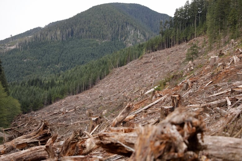 An area of forest is seen with wood debris as all trees have been cut down.