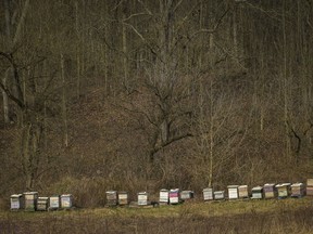 Beehives adorn the back of the property at Itaska Valley Farm, Wednesday, March 13, 2024, in Whitney Point, N.Y. Joan and Harold Koster, who own the farm, were asked by Texas-based Southern Tier Energy Solutions to lease their land to extract natural gas by injecting carbon dioxide into the ground, which they rejected and are opposed to.