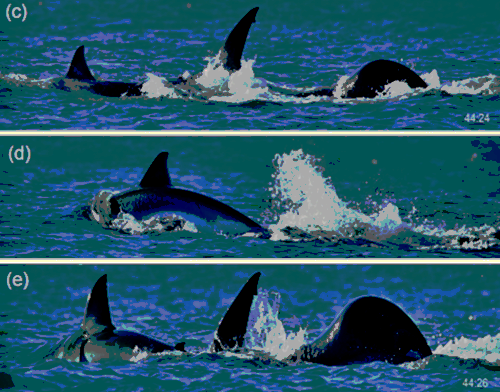 A three-paned split image. Each shows various stages of the orca attacking the great white. The photos are taken from above the water, so only fins are visible.