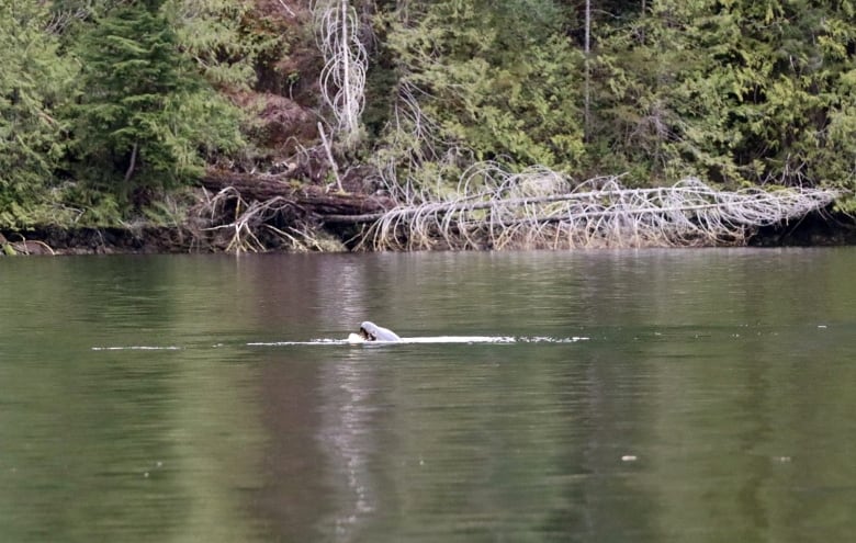 an orcal whale is seen with a bird between its teeth