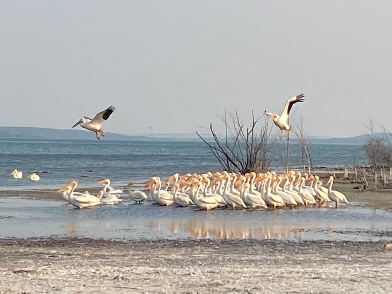 A gathering of white pelicans on a small land mass in a body of water.