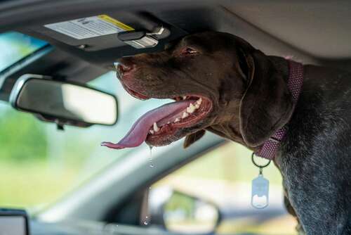 short coated dog inside a car