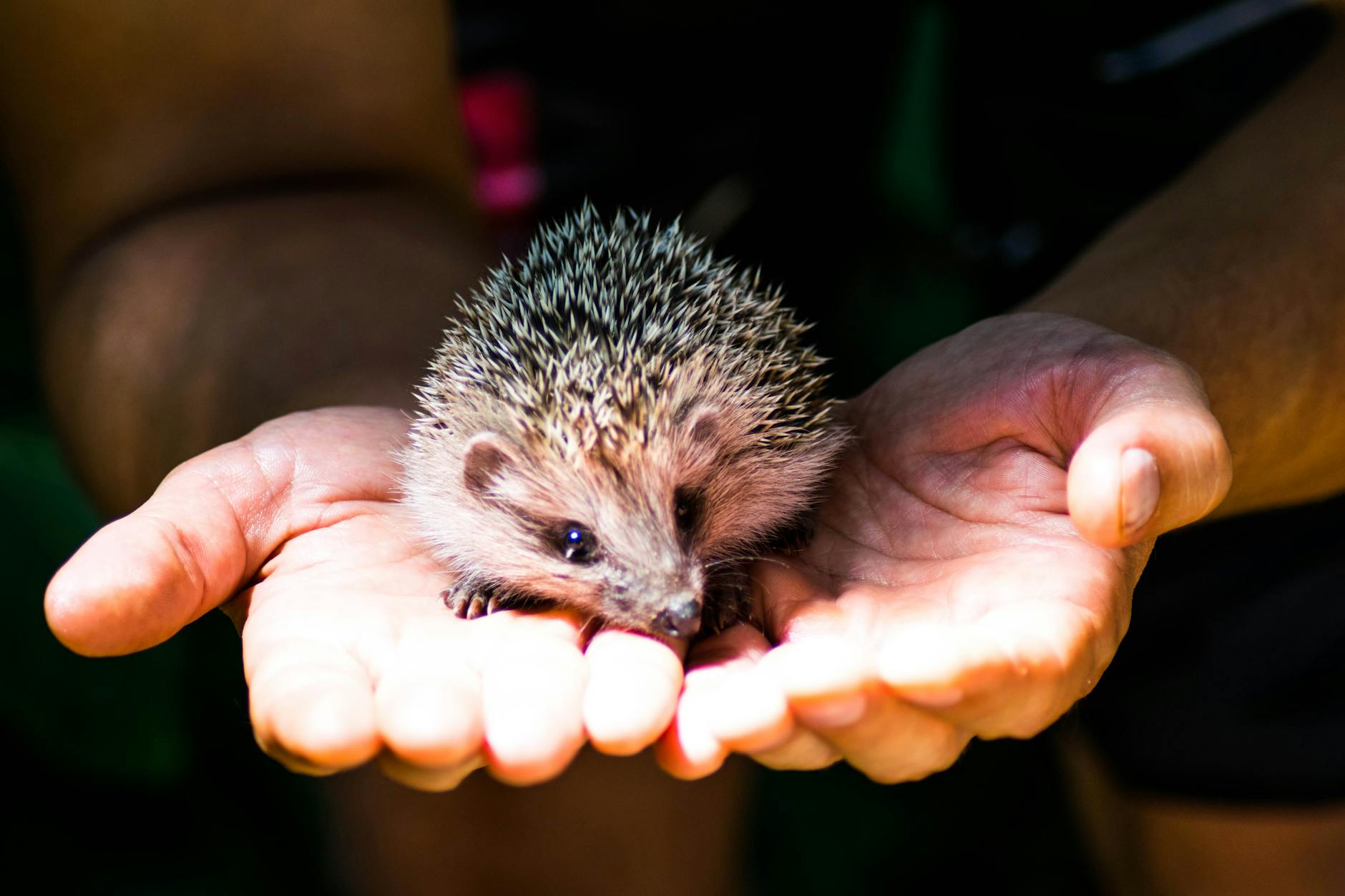 photo of hedgehog resting on person s hand