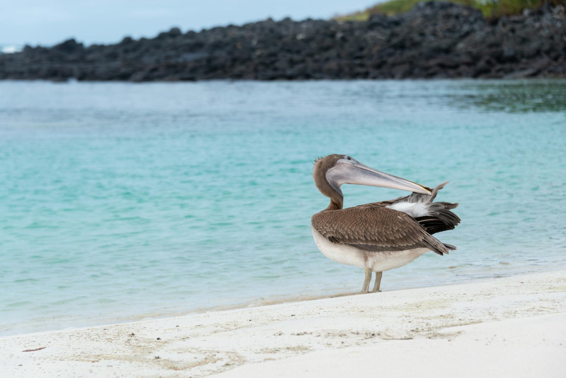 pelican on a beach