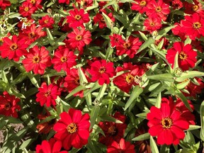 Profusion Red zinnias