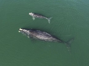 An international environmental organization says it is concerning that at least three of the 19 North Atlantic right whale calves born this season have died this year. This Jan. 19, 2021 photo provided by the Georgia Department of Natural Resources shows a North Atlantic right whale mother and calf in waters near Wassaw Island, Ga. THE CANADIAN PRESS/AP-Georgia Department of Natural Resources/NOAA Permit #20556 via AP