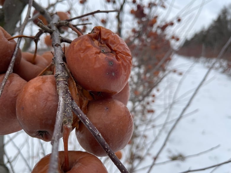 A bunch of rotten apples hang on the tree above snowy fields.