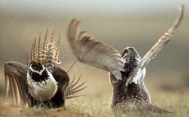 Two brown birds fight in a field. 