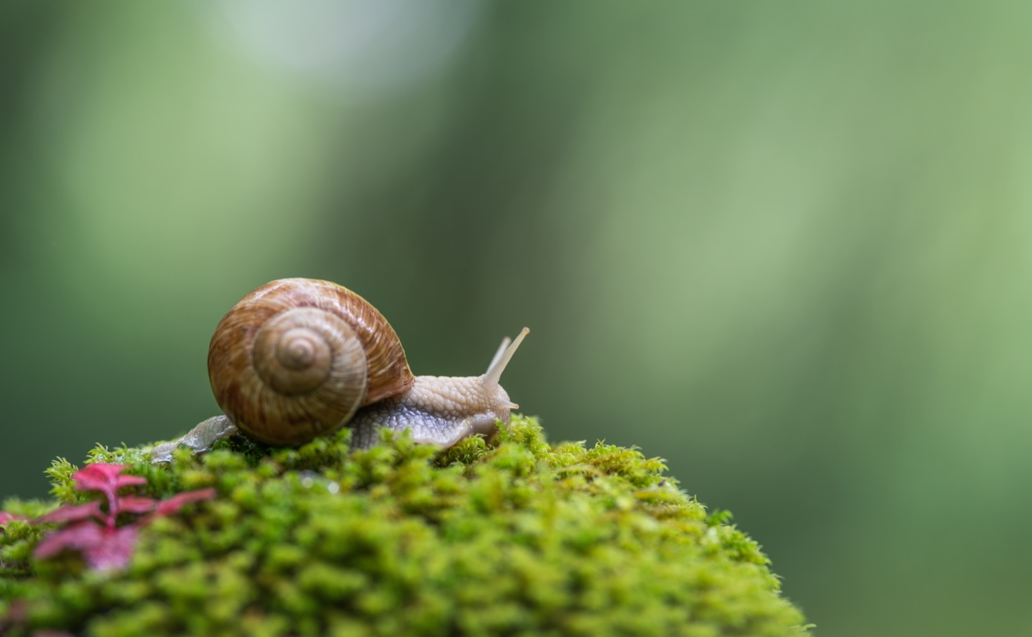 Electric fence for snails