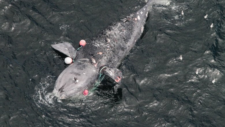 A grey whale with lacerated body and green fishing rope wrapped around its head and fins floats on the surface of the water.