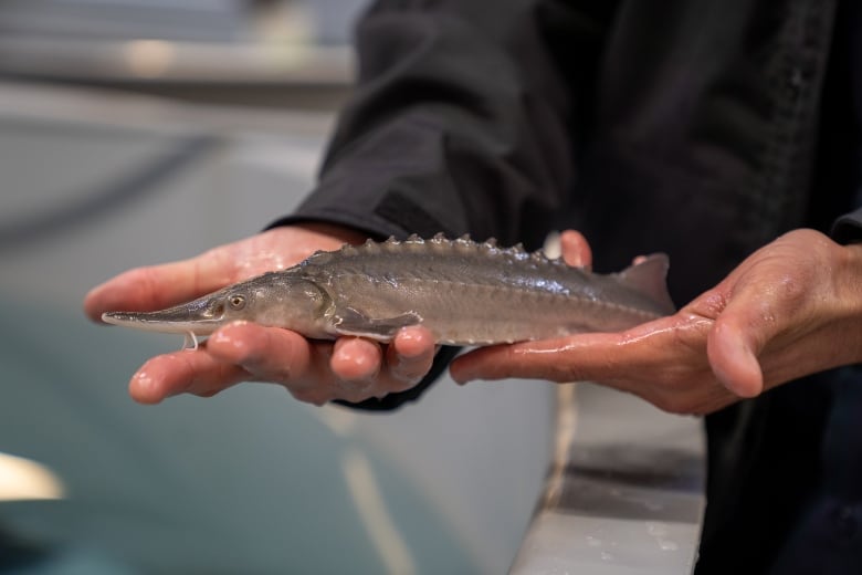 A man holds a small grey fish with a ridged back and a long snout.