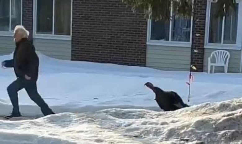 Grainy photo of man running and large turkey coming after him. 