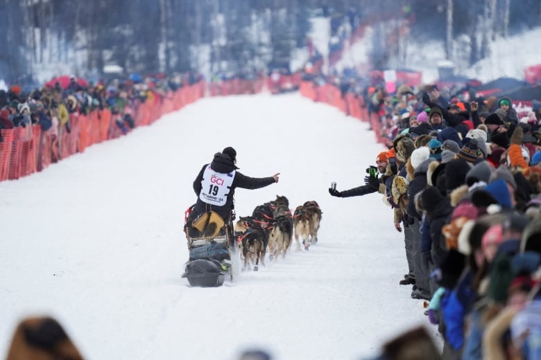 From behind and at a distance, a rider is shown on a sled led by dogs, as specatators are shown fenced off on either side of a snow-covered race course.