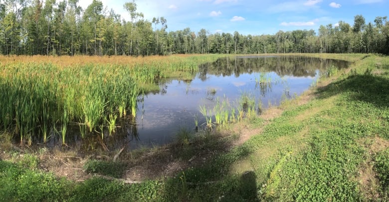 A wetland with cattails and grassy areas around it