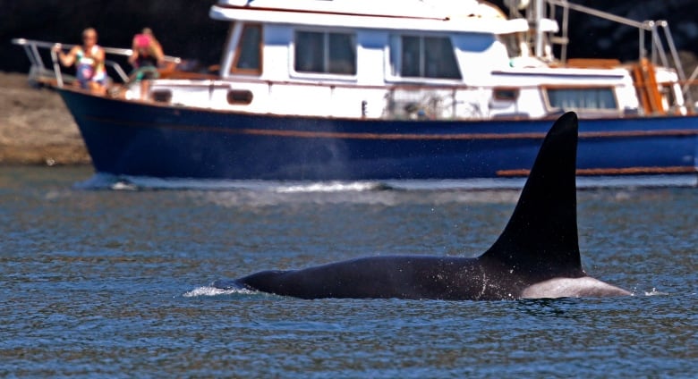 After Washington State increased its vessel buffer to further protect endangered southern resident killer whales, B.C. advocates are urging Ottawa to take similar action.