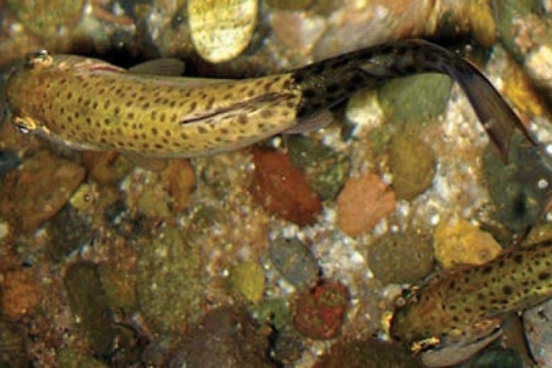 rainbow trout which is displaying deformities indicating whirling disease