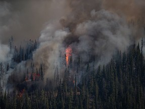 Wildfire fighting and forest management decision are potentially being hampered by inaccurate government data that misrepresents forest fuel loads in British Columbia's Interior, a new study says. The White Rock Lake wildfire burns west of Vernon, B.C., on Thursday, Aug. 12, 2021.