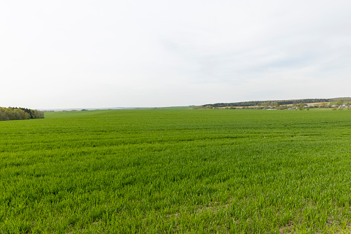 young shoots of winter wheat in spring