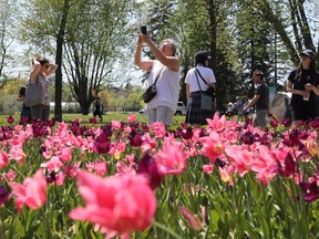 Each May, visitors flock to Dow's Lake and elsewhere in Ottawa to take in the tulip displays.