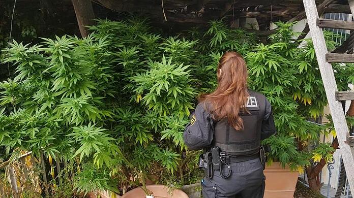 Polizisten untersuchen eine Hanfplantage: Die Legalisierung von Cannabis stellt die Justiz vor gewisse Herausforderungen.