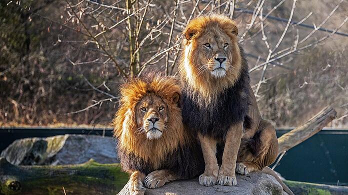 Die Löwen im Tierpark Hellabrunn.