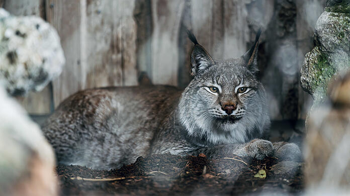 Luchs Rems kommt aus Riga.