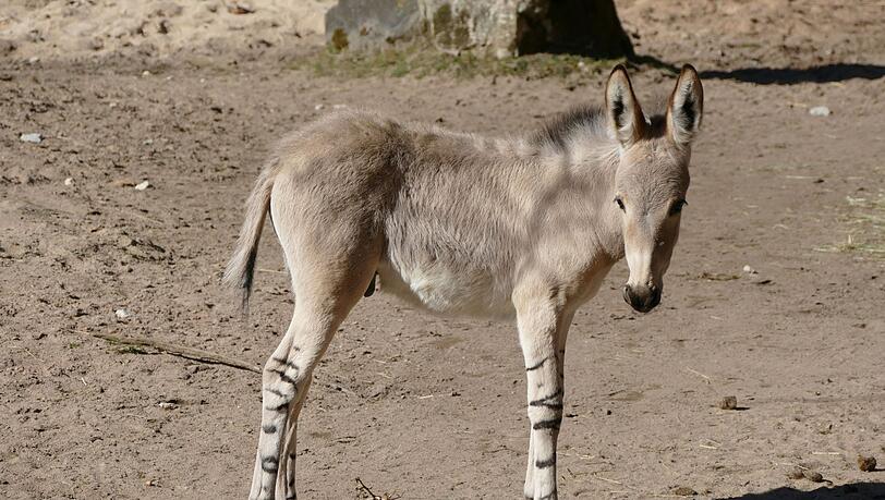 Ein Wildesel im Tiergarten Nürnberg. Der Zoo beteiligt sich daran, die Art wieder in Kasachstan anzusiedeln.