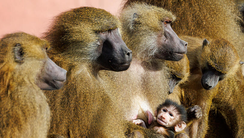 Mehrere Guinea-Paviane. Einige müssen getötet werden, um die Art als solche zu bewahren.