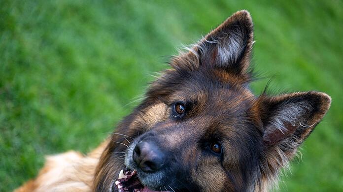 Ein Deutscher Schäferhund auf dem Übungsplatz des Schäferhundvereins Lauingen.