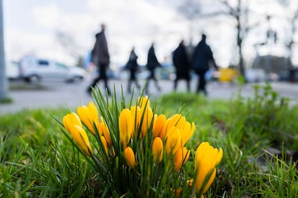 Passanten gehen in Berlin-Mariendorf an blühenden Krokussen vorbei.