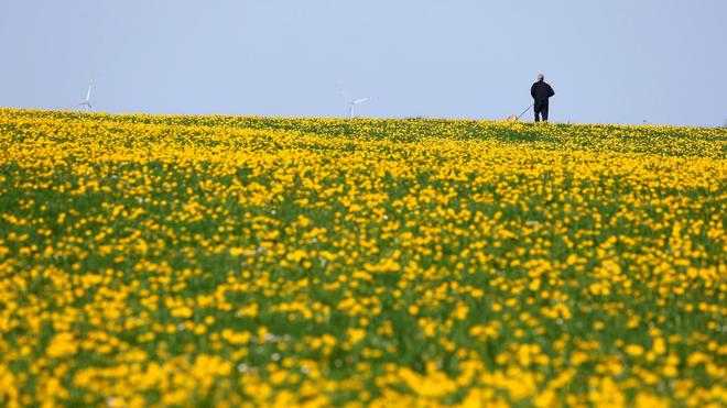 Sommer-Sonntag: Ein Jogger mit Hund läuft im Sonnenschein zwischen mit blühendem Löwenzahn überzogen Wiesen.