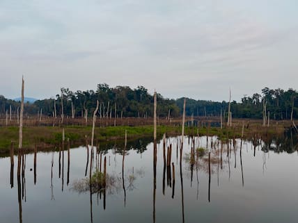 Tote Bäume am Thakkhek-Loop