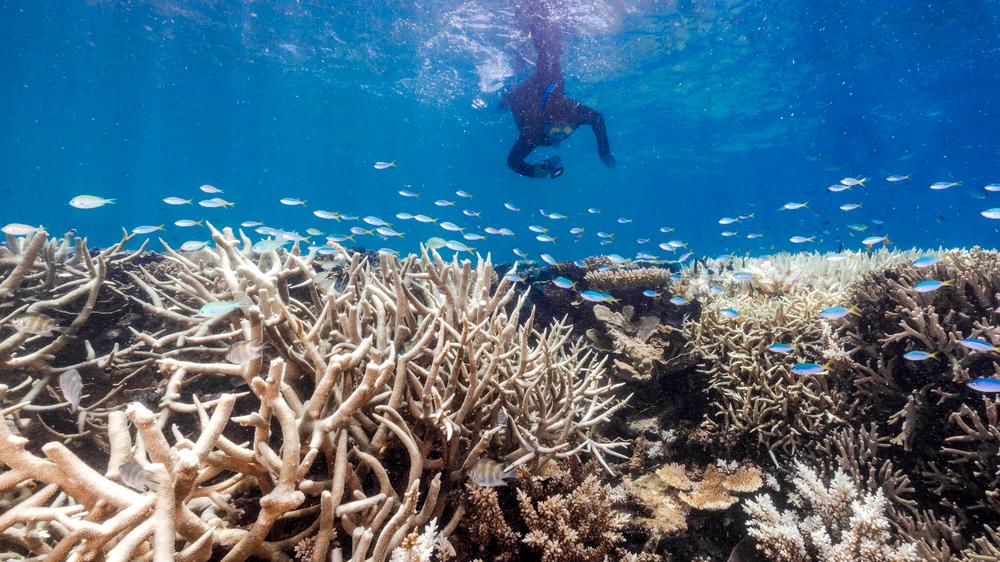 Korallenbleiche: Derzeit findet man überall im australischen Great Barrier Reef geisterhaft ausgebleichte Korallen.