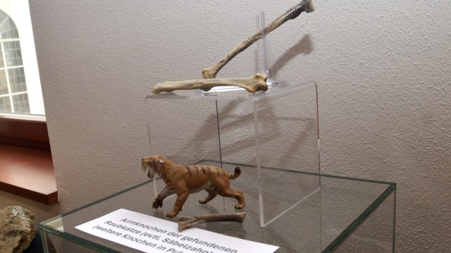 Archäologie: Auch die Armknochen einer Raubkatze, man vermutet eine Säbelzahnkatze, gehören zu dem Fund.