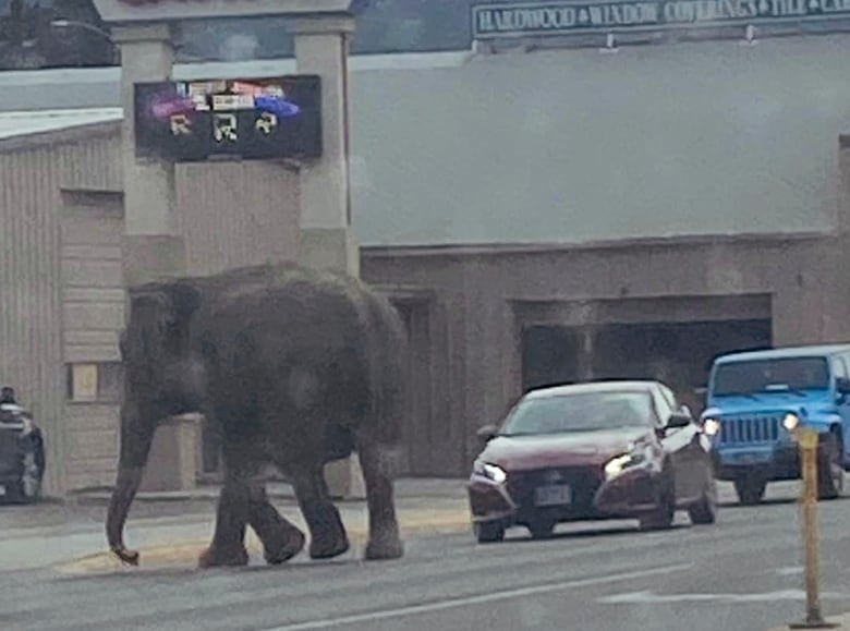 An elephant walks in traffic