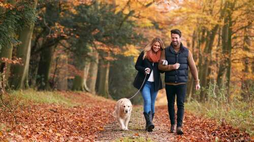 Couples walking with pet