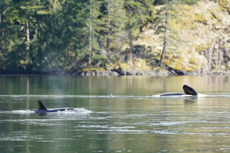 A young orca swims near its parent in a lagoon, with a shoreline forest in the background.