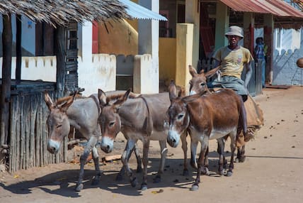 Mann auf einem Esel und mit drei weiteren Inseln auf Lamu Island, Kenia