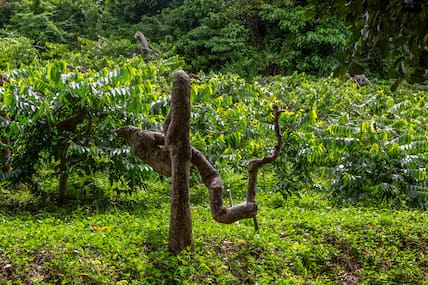 Plantage von grünen Ylang-Ylang-Pflanzen auf Nosy Be, Madagaskar