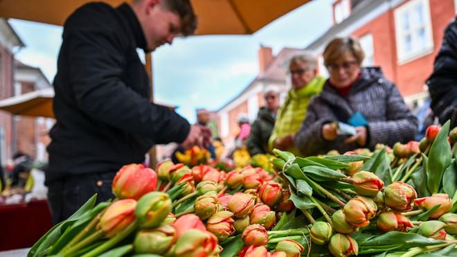 Freizeit: Bunte Tulpensträuße werden auf dem Tulpenfest im Holländischen Viertel verkauft.