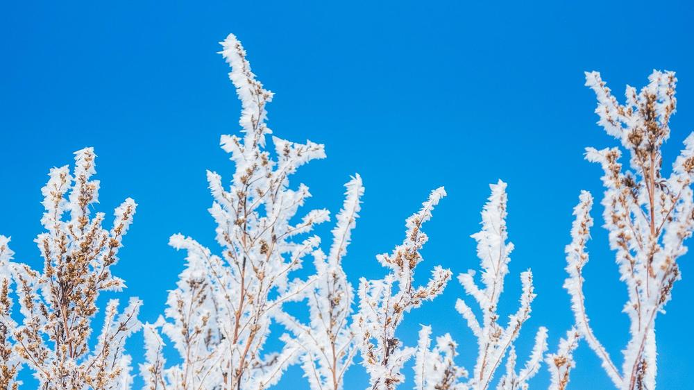 Kälte und Pflanzen: Im Schwarzwald schneit's, in Brandenburg gefriert der Boden: Wie Sie die Balkonpflanzen schützen, wenn Sie schon losgegärtnert haben.