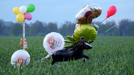 Ballons und Süßigkeiten stehen auf einem Feld bei Bremervörde. Von einem vermissten sechs Jahre alten Jungen aus dem niedersächsischen Bremervörde fehlt noch immer jede Spur.